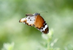 Danaus chrysippus chrysippus