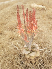 Aloe vanrooyenii