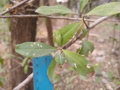 Myrsine laetevirens