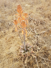 Aloe vanrooyenii