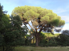 Pinus pinea