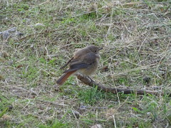 Phoenicurus ochruros