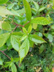 Rubus