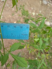 Allophylus edulis