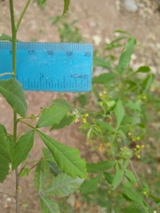 Allophylus edulis