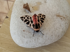 Cymbalophora pudica