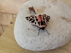 Cymbalophora pudica