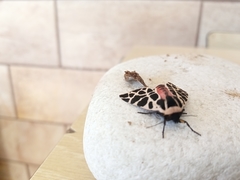 Cymbalophora pudica
