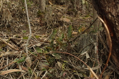 Pleopeltis orientalis