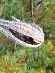 Asclepias syriaca