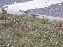 Passer domesticus