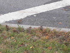 Passer domesticus