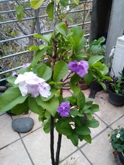 Brunfelsia australis