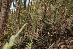 Phlebodium pseudoaureum