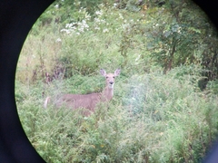 Odocoileus virginianus