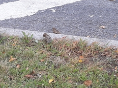 Passer domesticus
