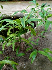 Alpinia malaccensis