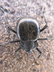 Psectrascelis intricaticollis