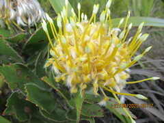 Leucospermum conocarpodendron