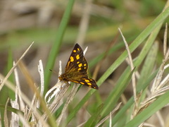 Metisella metis