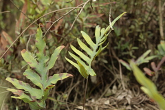 Phlebodium pseudoaureum