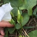 Hedge Bindweed - Photo (c) mathilde-bezin, some rights reserved (CC BY-NC)