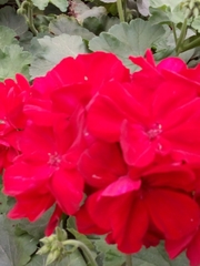 Pelargonium