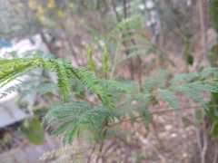 Jacaranda mimosifolia