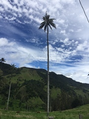 Ceroxylon quindiuense