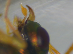 Halticoptera laevigata