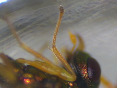 Halticoptera laevigata