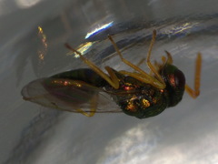 Halticoptera laevigata