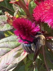 Xylocopa virginica