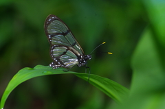 Methona confusa psamathe