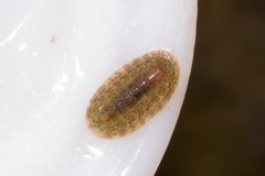 Ischnochiton thomasi