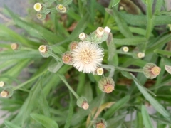 Erigeron