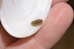 Ischnochiton thomasi