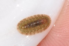 Ischnochiton thomasi