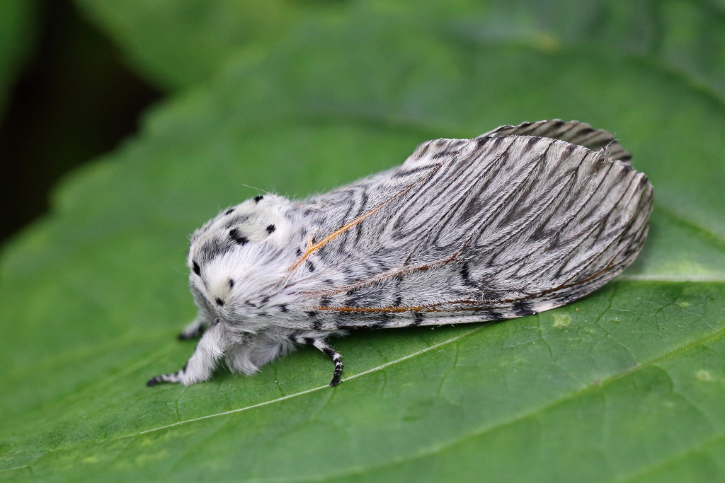 Puss Moth