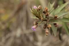 Lepidaploa karstenii