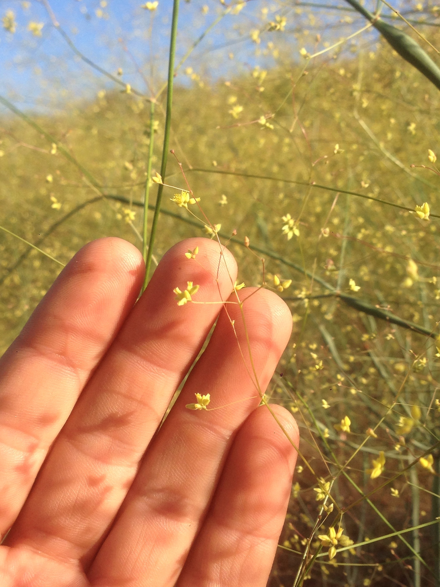 Eriogonum clavatum