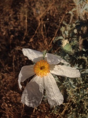 Argemone munita