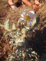Argemone munita