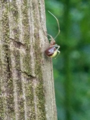 Neottiura bimaculata