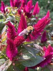 Xylocopa virginica