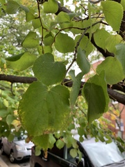 Tilia cordata