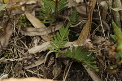 Pleopeltis orientalis
