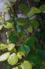 Peperomia serpens