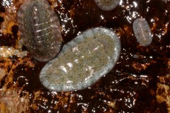 Ischnochiton thomasi