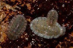 Ischnochiton thomasi